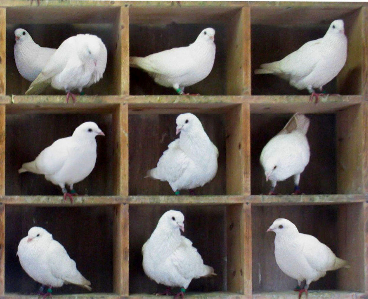 Test DiSC: Labelling and Pigeonholing